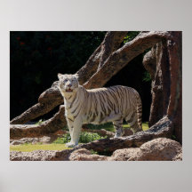 Kartnyt vinsterfotografi för bengalvit tiger