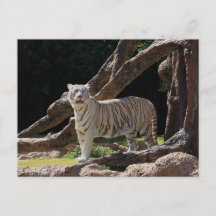 Kartnyt vinsterfotografi för bengalvit tiger