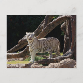 Kartnyt vinsterfotografi för bengalvit tiger vykort