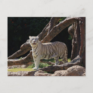 Kartnyt vinsterfotografi för bengalvit tiger vykort