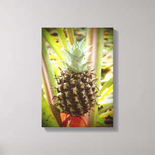 Kartor av hawaitisk, färsk, ananas canvastryck