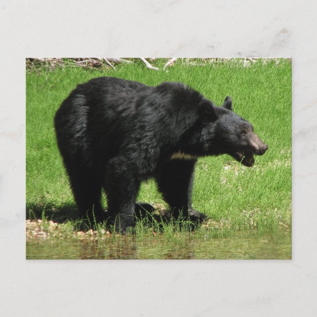 Kasha Bear 1 Vykort (Framsida)