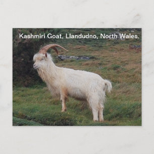 Kashmiri Goat, Llandudno, North Wales. Vykort