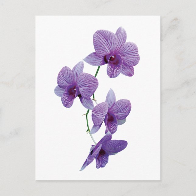 Kaskad av Lila Orchids Vykort (Framsida)