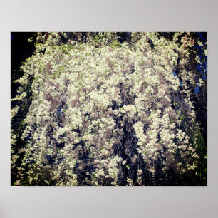 Kaskad av vita Vår-blommor Blommar Poster