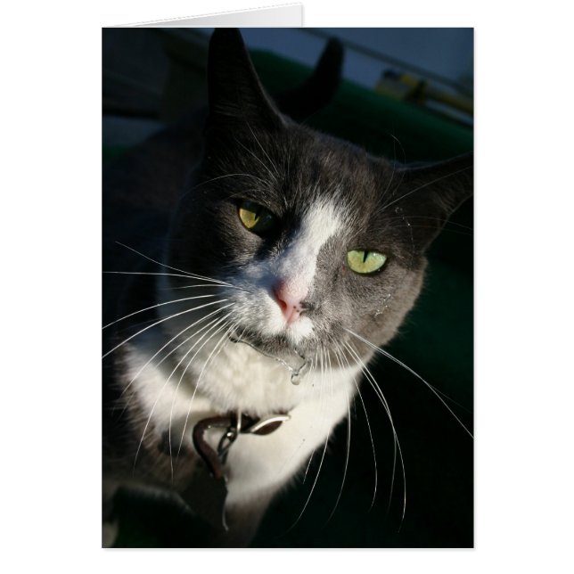 Kassakort Hälsningskort (Framsidan)