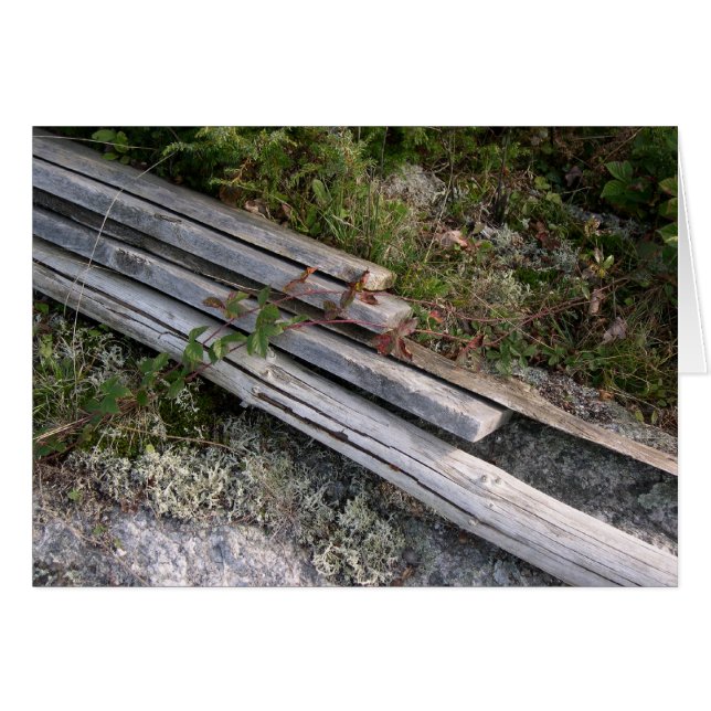 Kasserade hummerkrökar, återförenad natur hälsningskort (Framsidan Horizontal)