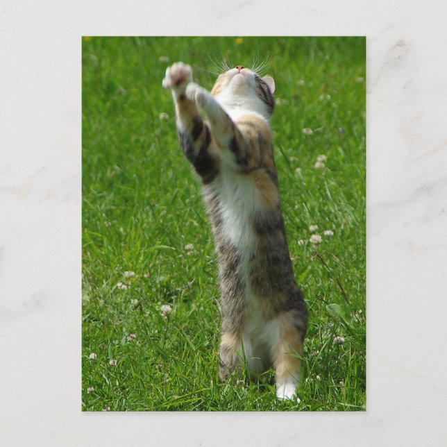 Kasta händer och frimärke era fötter vykort (Framsida)