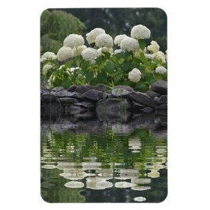 Kasta snöboll vanlig hortensia med reflexioner magnet