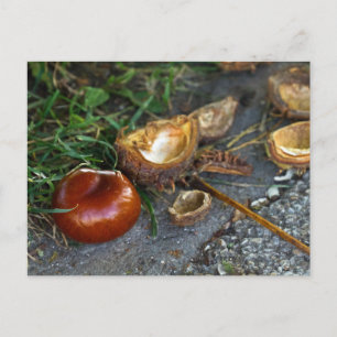 Kastanj (Conker): Fall är här Vykort