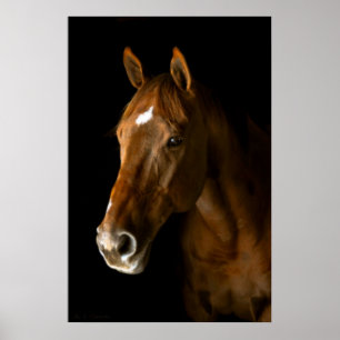 Kastanjebrun Thoroughbred Poster