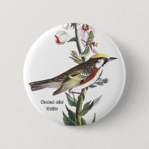Kastanjepsare, Audubon, fågeltillbehör, Knapp