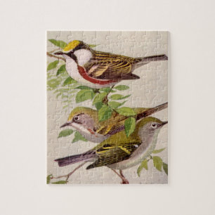 Kastanjesid Warbler av Louis Agassiz Fuertes Pussel