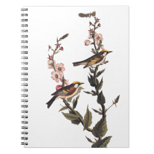 Kastanjesidig Warbler Audubon Bird på Wildblomma Anteckningsbok