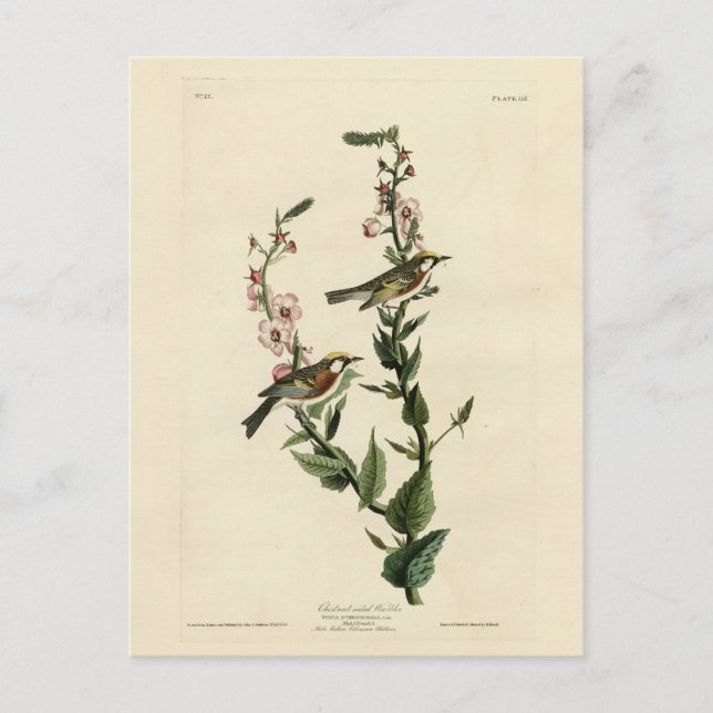 Kastanjesidig Warbler, Audubon's Birds of America Vykort (Framsida)