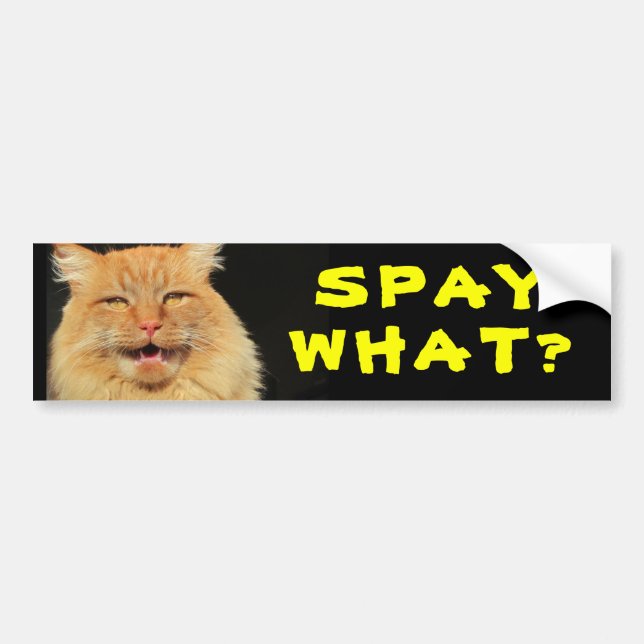 Kastrera Vad? Roligt Kattmeme Bildekal (Framsidan)