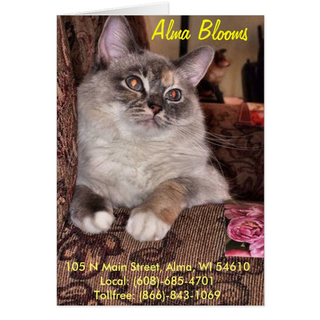 Kat 3 hälsningskort (Framsidan)