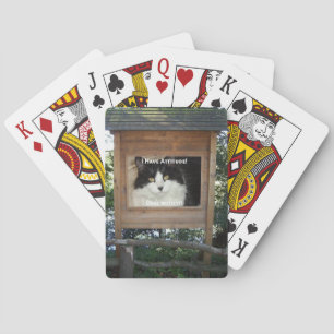 Kat Attityd Spel Kort