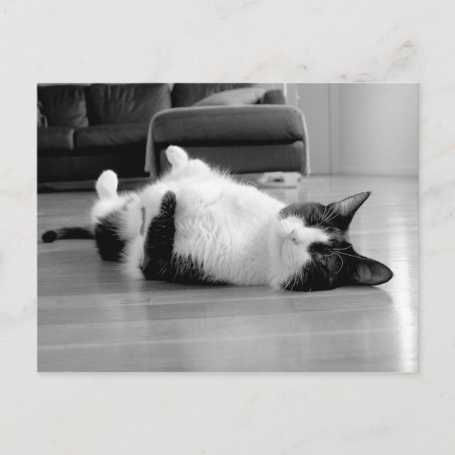 Kat Attityd Vykort (Framsida)