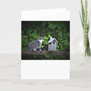 Kat & Birdhouse, kort