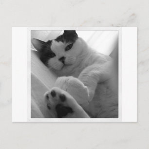Kat Black & White Vykort