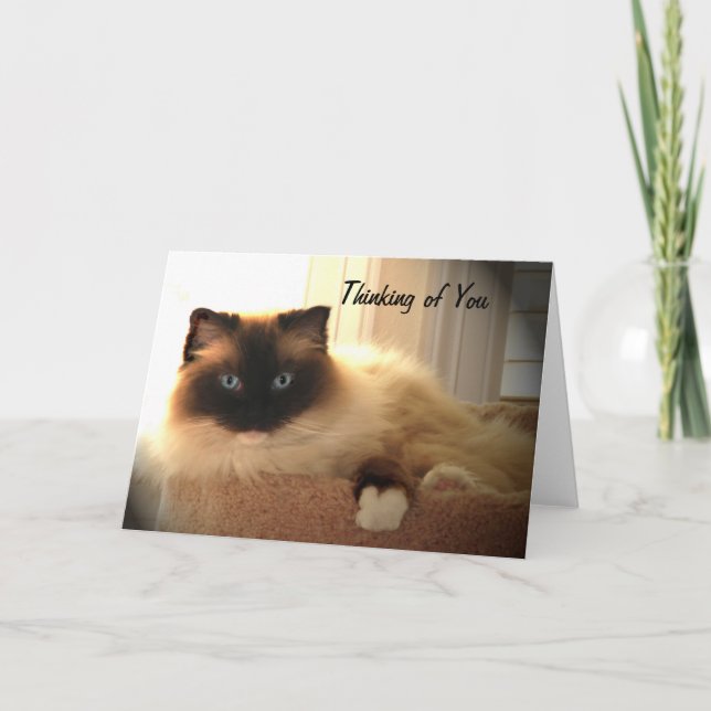 Kat Cats Ragdoll Ragdoll Kattunge-kort Kort (Framsida)