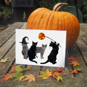 Kat Coven Halloween-kort Hälsningskort