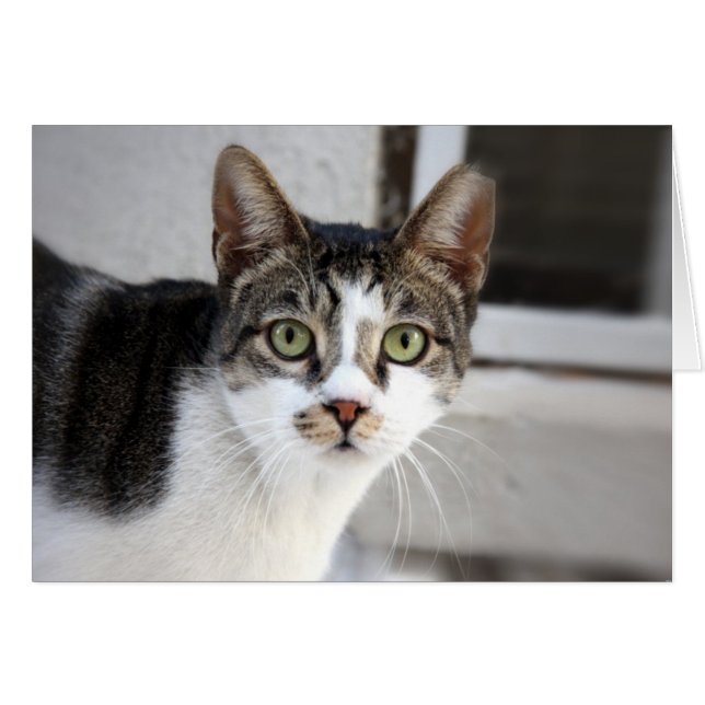 Kat-hälsningskort Hälsningskort (Framsidan Horizontal)