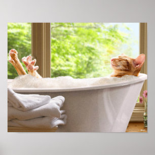 Kat i buskbänk poster