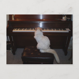 Kat i Piano Vykort