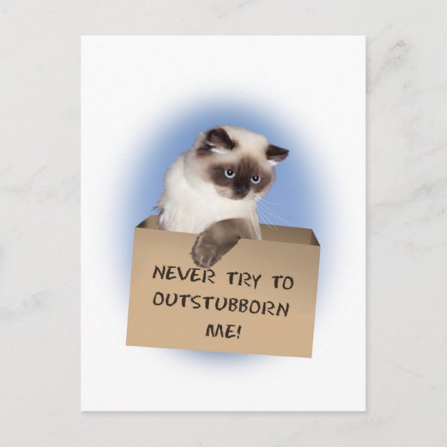 Kat i ruta vykort (Framsida)