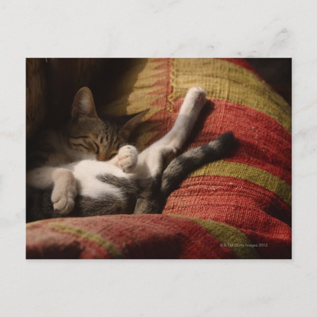 Kat Lounging Vykort (Framsida)
