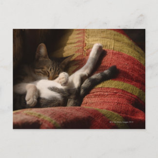 Kat Lounging Vykort