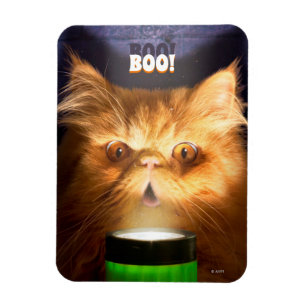 Kat med blixtljus magnet