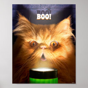 Kat med blixtljus poster