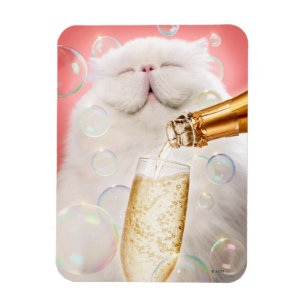 Kat med champagne magnet