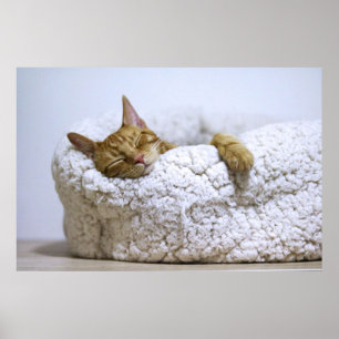 Kat Nap 4 Poster premiumarbetsyta (glans)