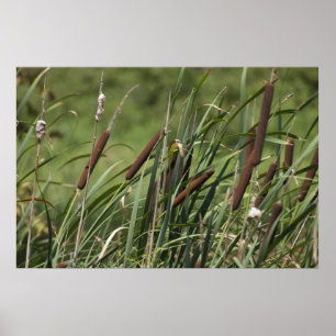 Kat o'nio svan poster