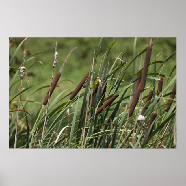 Kat o'nio svan poster (Framsidan)