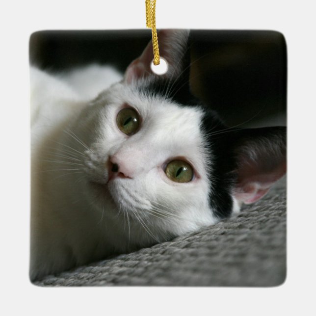 Kat Ornament (Framsida)
