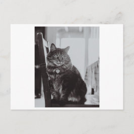 KAT PÅ ETT CHAIR PHOTOGRAPHY POSTCARD VYKORT