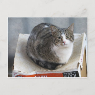 Kat på låda vykort