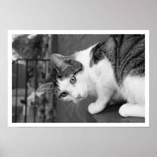 Kat på Ledge Watching Bird Poster (Framsidan)