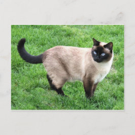 Kat Pet Purr Meow Kattunge Destiny Art Vykort