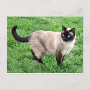 Kat Pet Purr Meow Kattunge Destiny Art Vykort