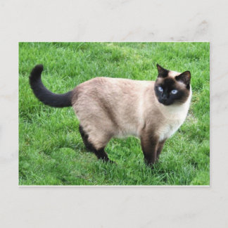 Kat Pet Purr Meow Kattunge Destiny Art Vykort