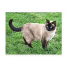 Kat Pet Purr Meow Kattunge Destiny Art