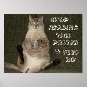 Kat "Sluta läsa det här Poster och Mata mig" Poste