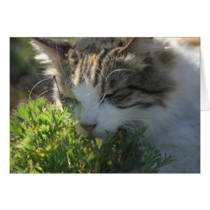 Kat Smelling a Plant Hälsningskort