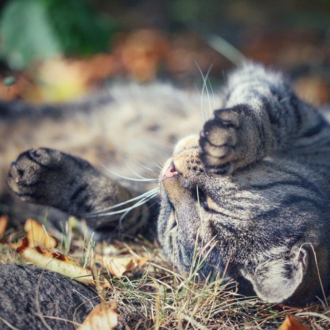 Kat solbad vykort (Skapare uppladdad)